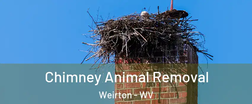  Chimney Animal Removal Weirton - WV