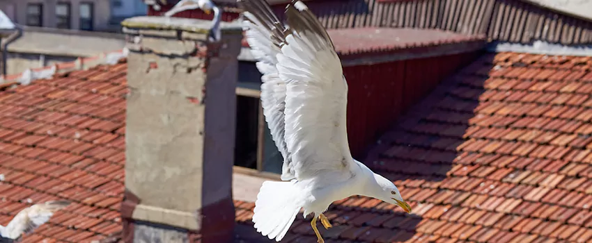 Residential Chimney Animal Removal Solution in Weirton, WV