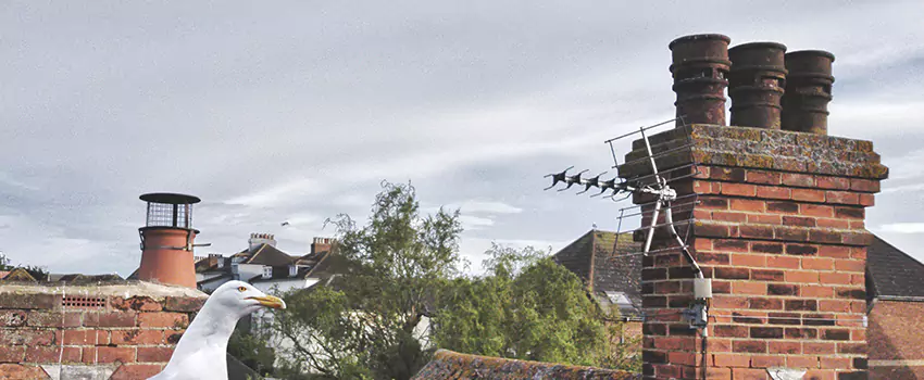Chimney Cleaning And Restoration in Weirton, West Virginia